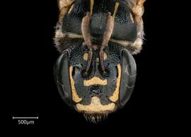   Ceratina simillima  female face, photo: Joshua Hengel 
